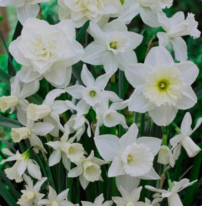 Daffodil Scented White - 10.5cm Pot