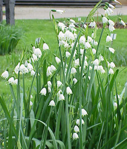 Leucojum aestivum Summer Snowflake - 2 Litre Pot