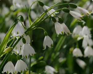 Leucojum aestivum Summer Snowflake - 2 Litre Pot