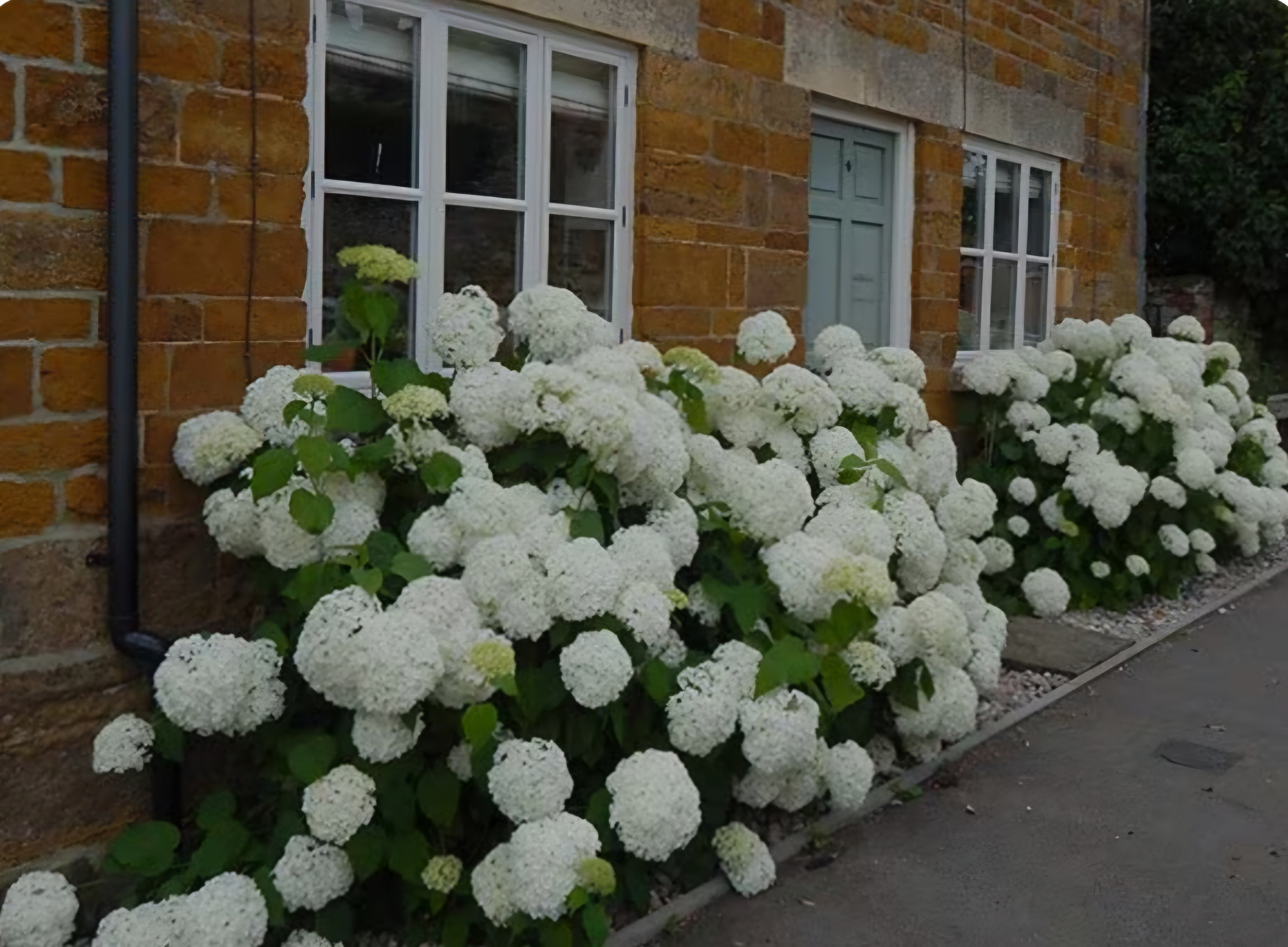 Hydrangea Annabelle - 5 Litre Pot