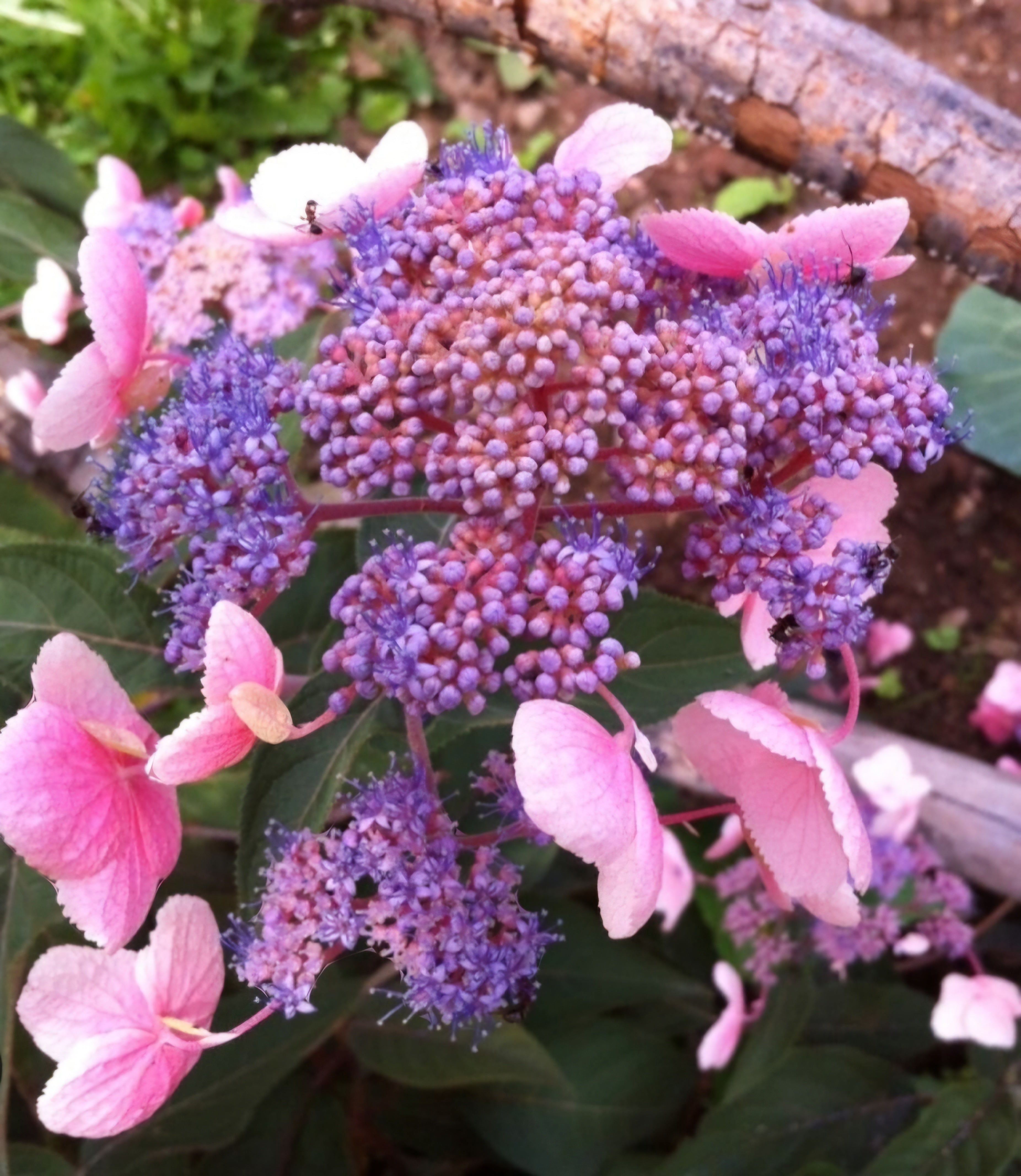 Hydrangea Hot Chocolate - 3 Litre Pot