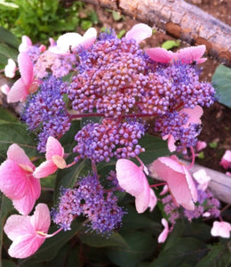 Hydrangea Hot Chocolate - 3 Litre Pot