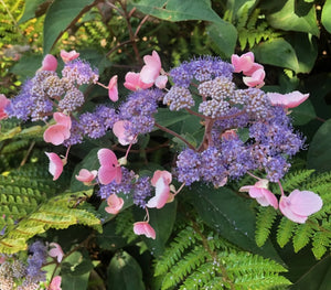 Hydrangea Hot Chocolate - 3 Litre Pot