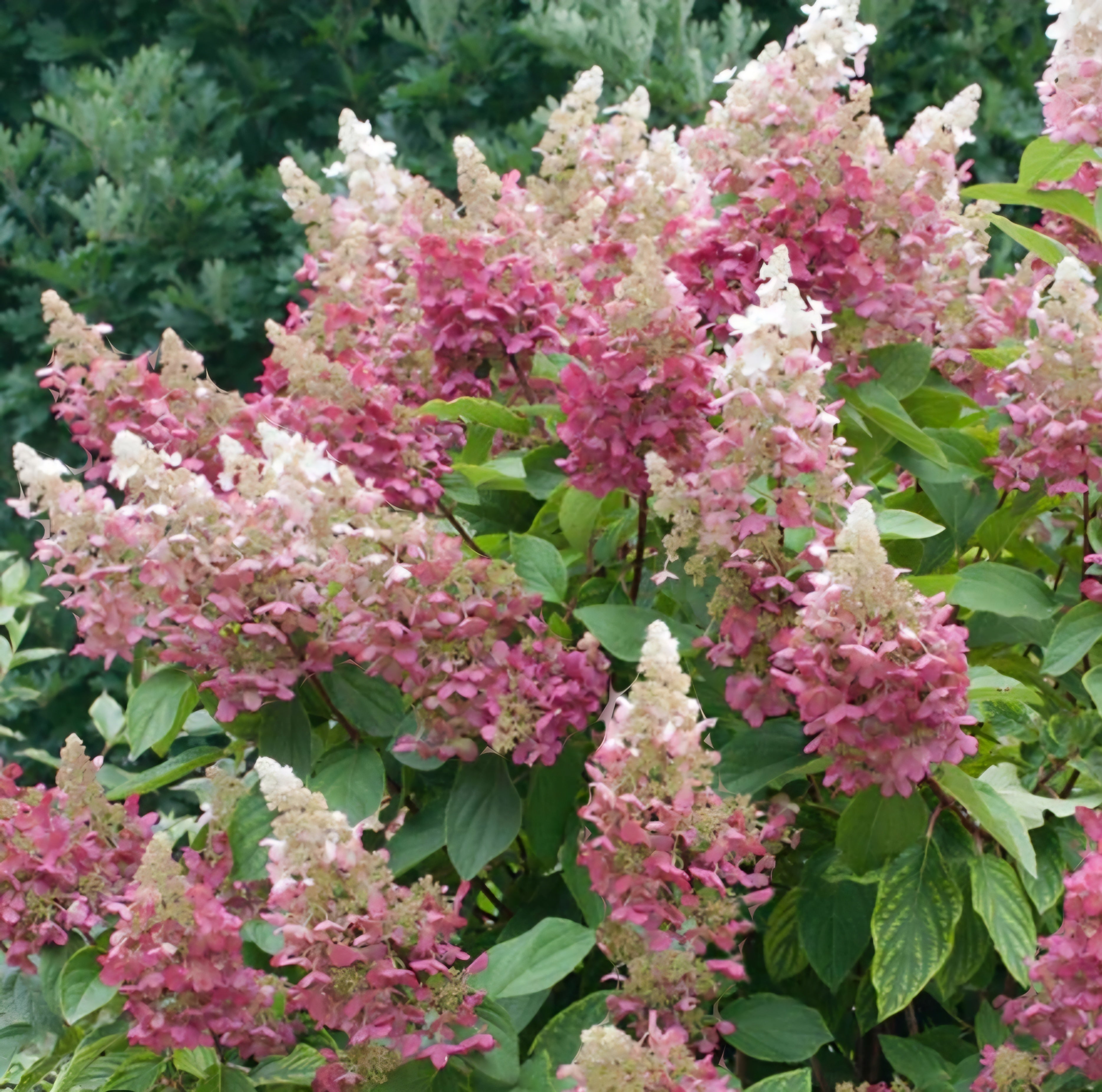 Hydrangea paniculata Magical Candle - 5 Litre Pot