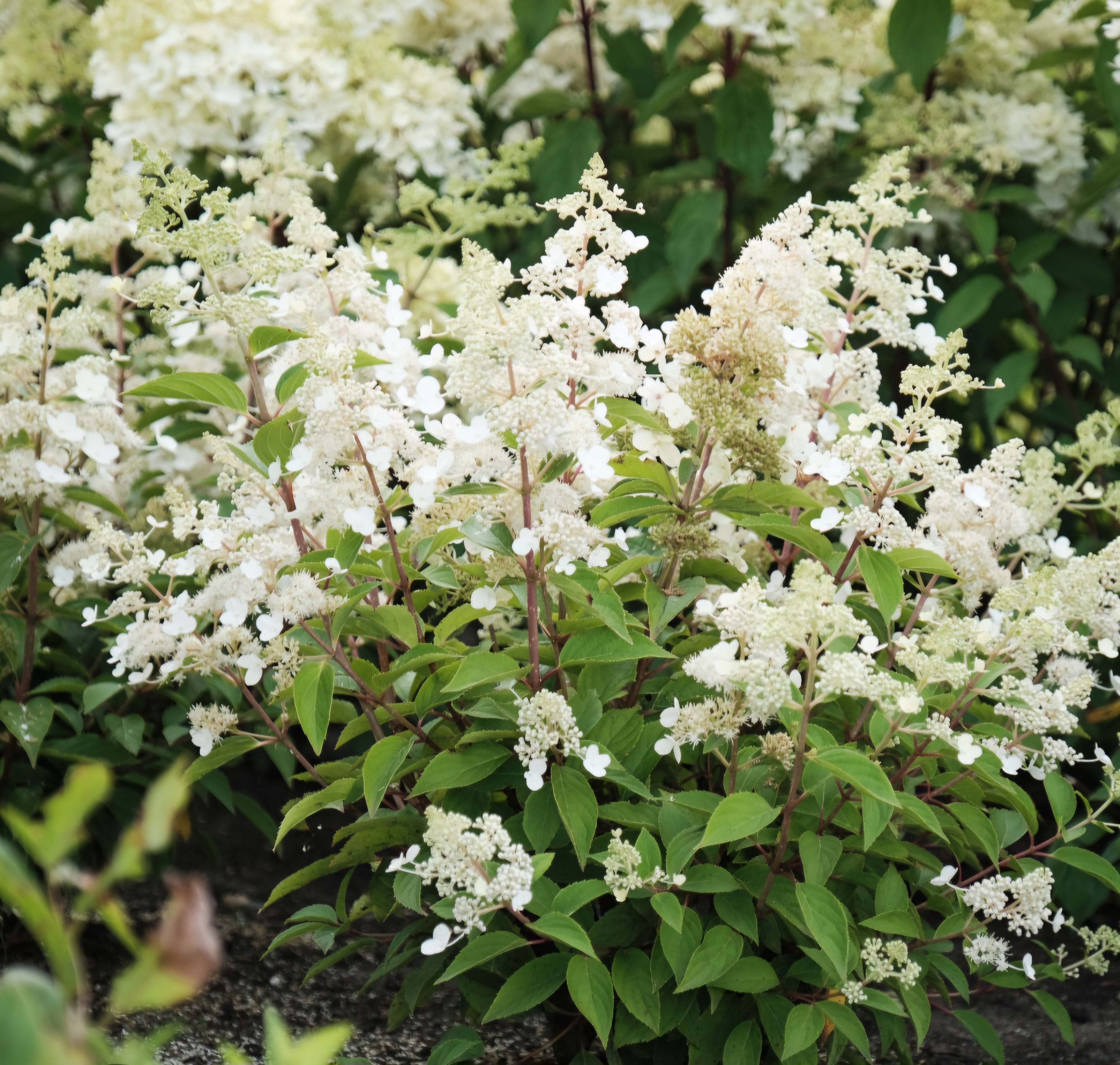 Hydrangea paniculata Magical Himalaya - 5 Litre Pot