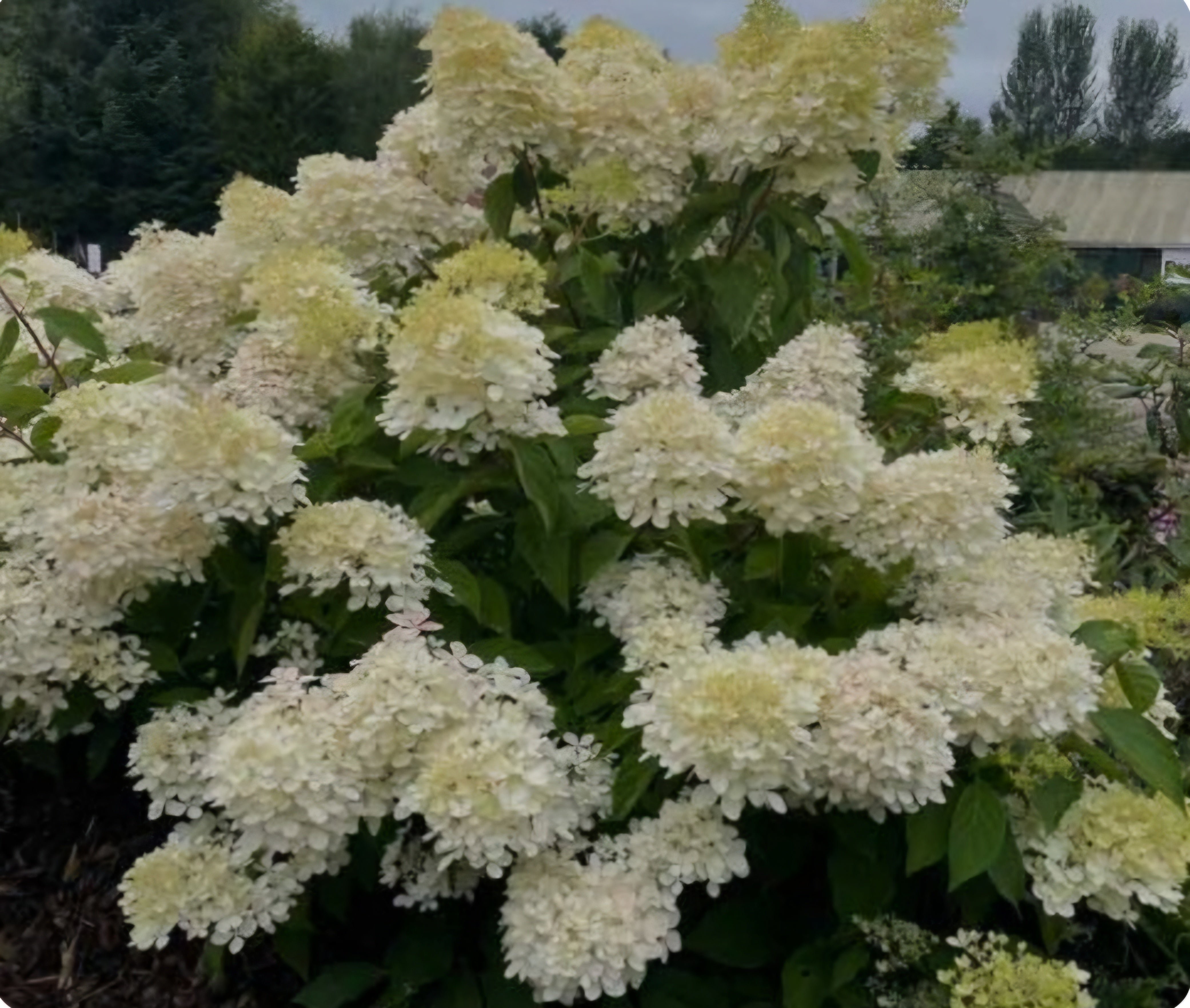 Hydrangea paniculata Grandiflora - 5 Litre Pot