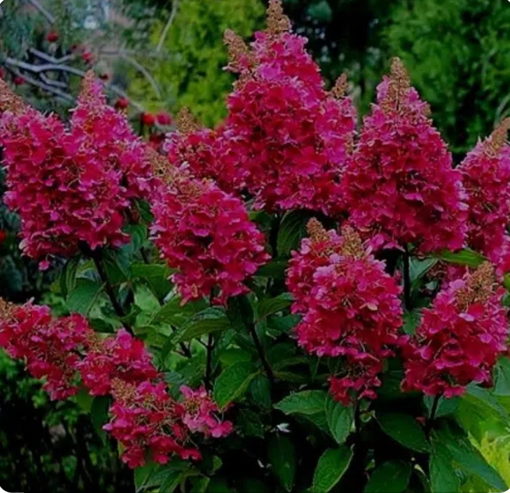 Hydrangea paniculata Wims Red - 5 Litre Pot