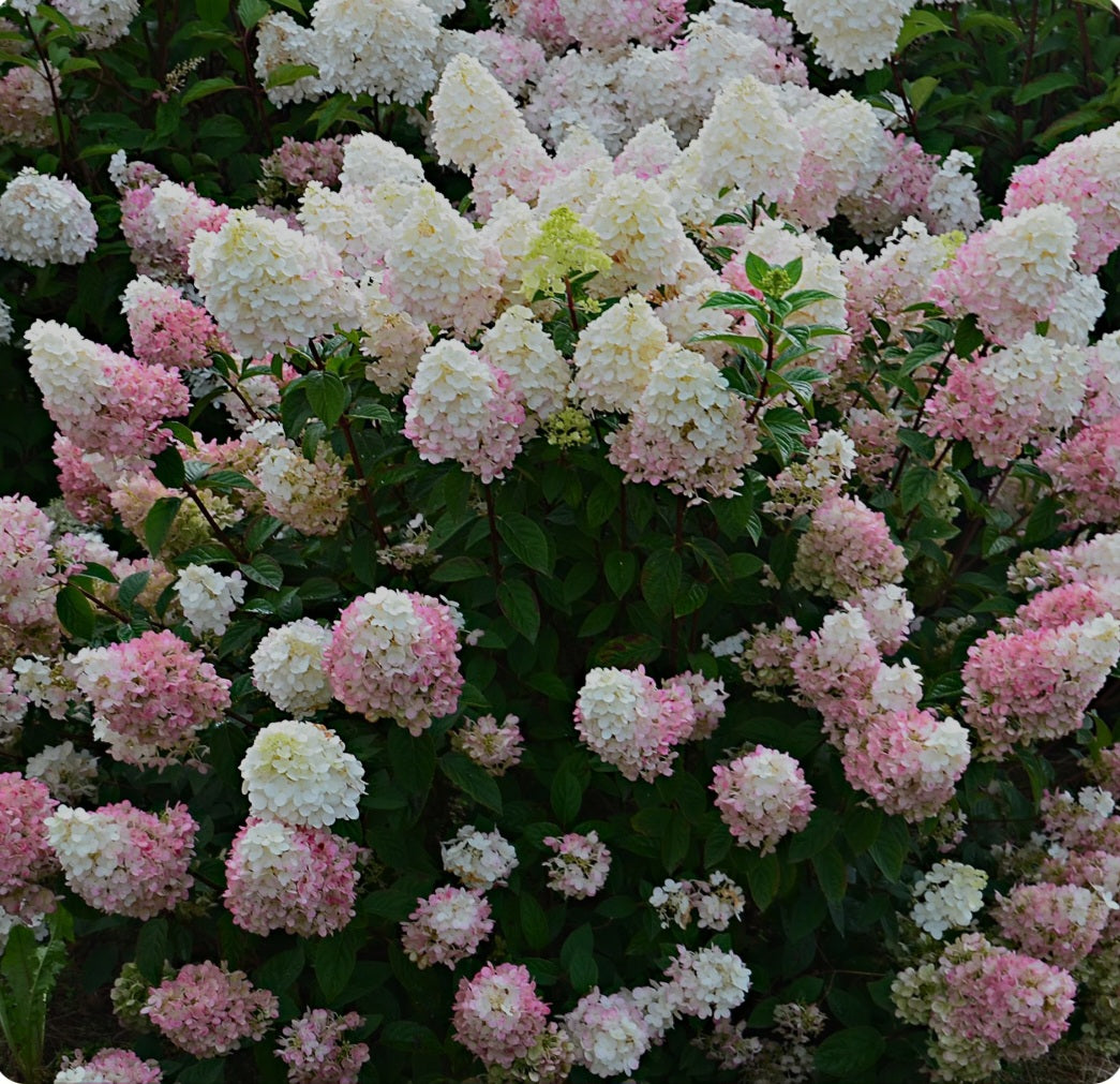 Hydrangea paniculata Sundae Fraise - 5 Litre Pot