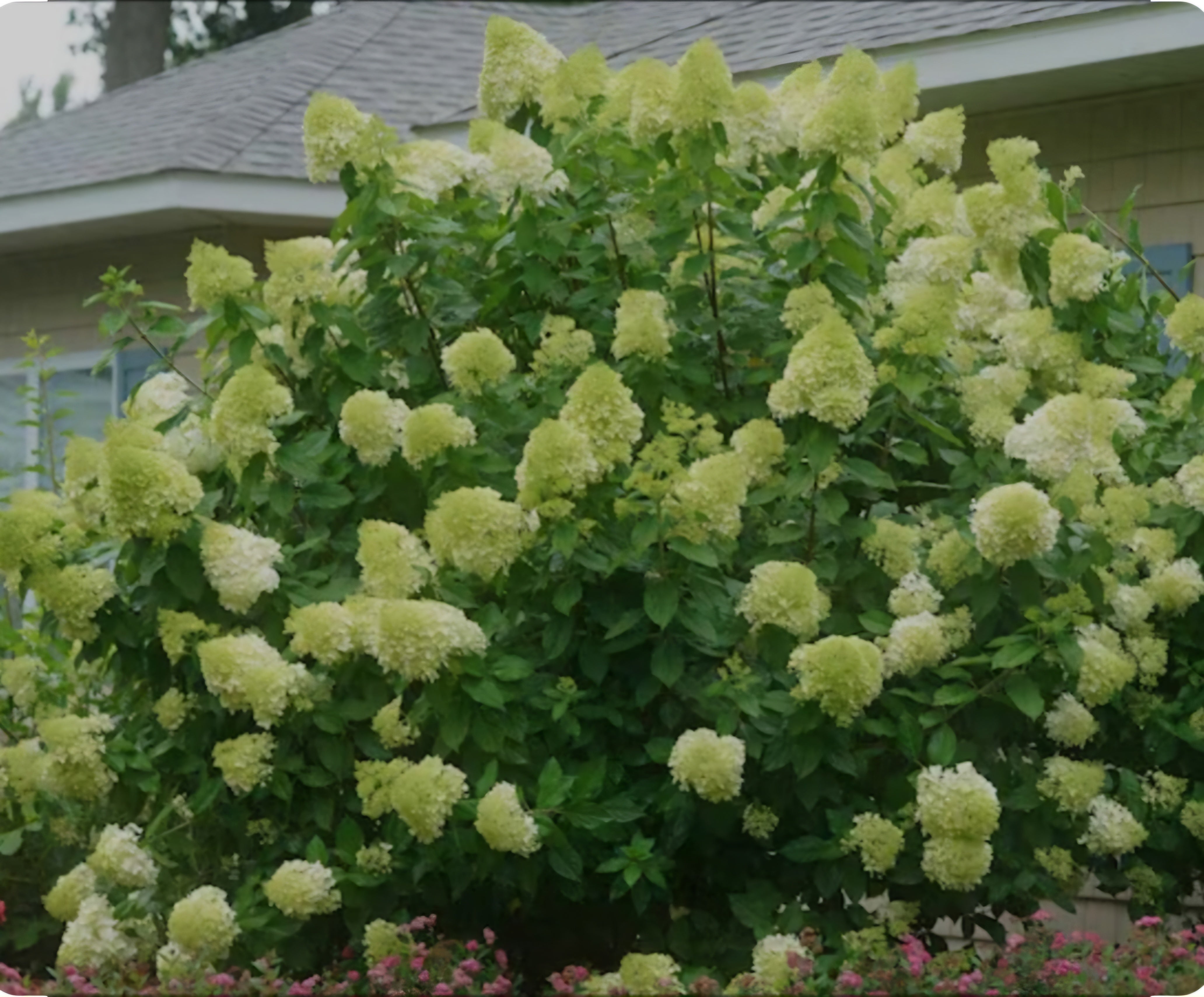 Hydrangea paniculata Limelight - 5 Litre Pot