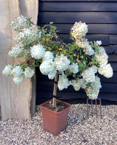 Hydrangea paniculata Polar Bear - Mini Standard