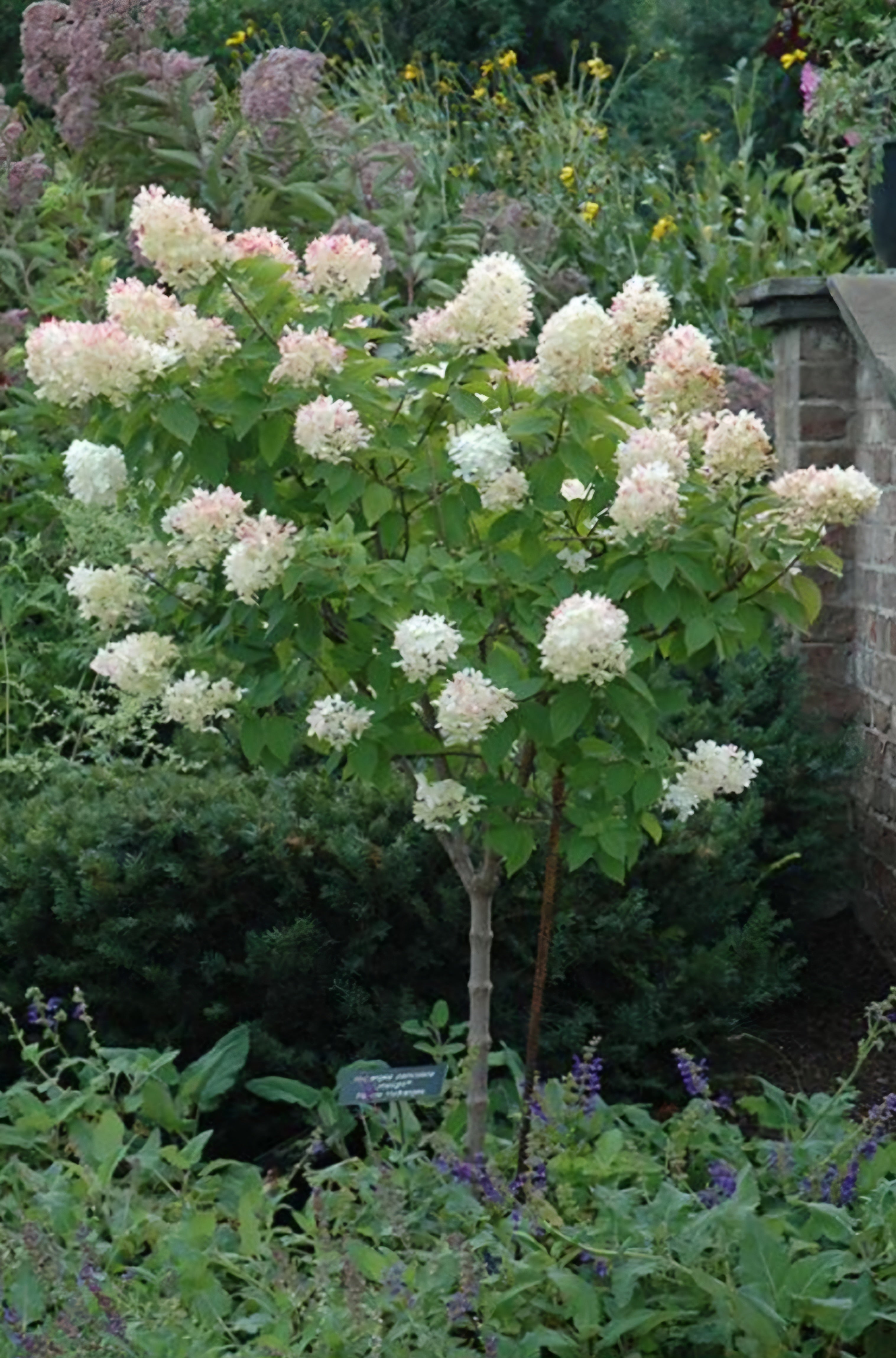 Hydrangea paniculata Limelight - Mini Standard