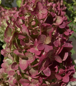 Hydrangea paniculata Petite Cherry - Mini Standard