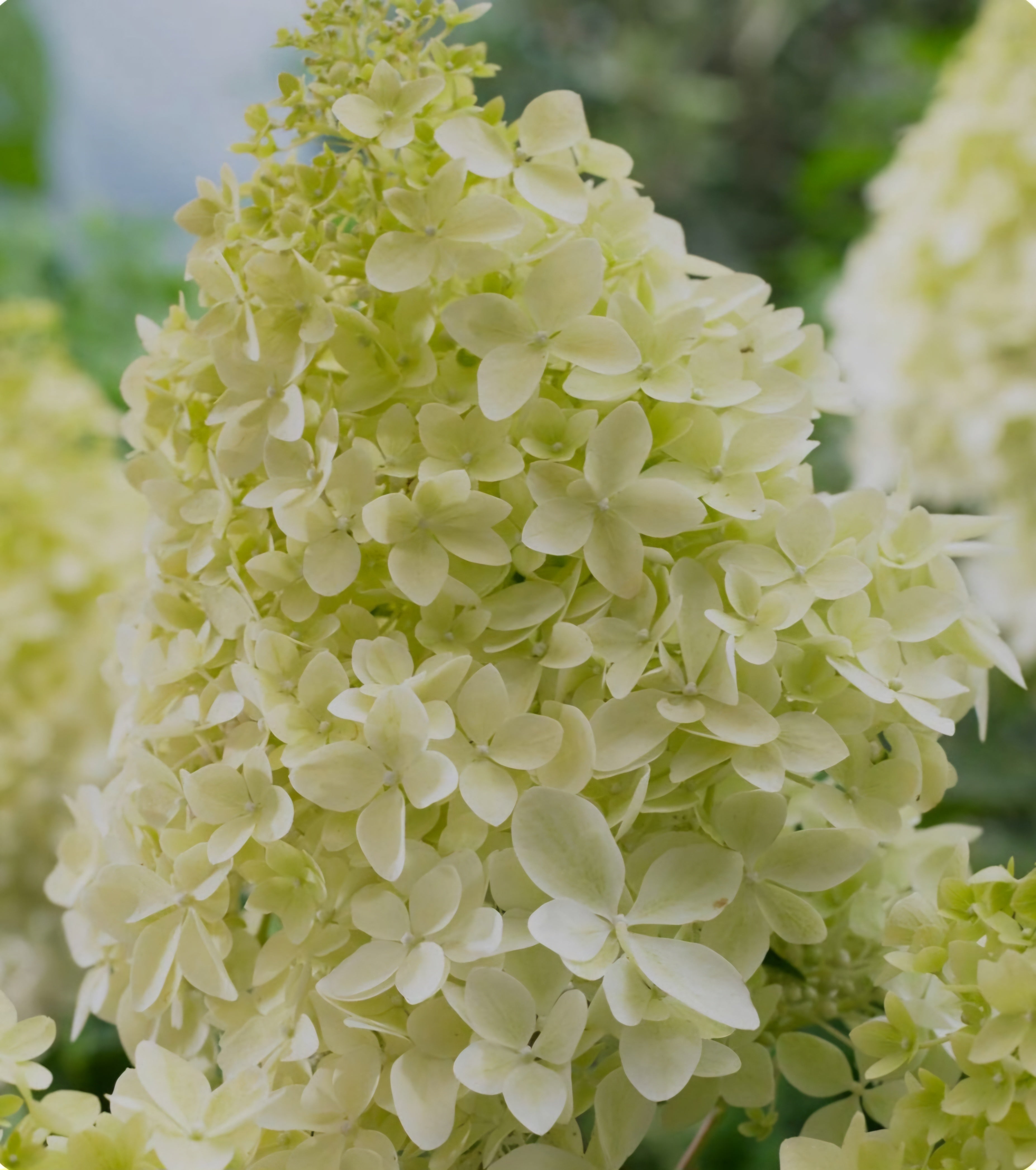 Hydrangea paniculata Phantom - Mini Standard