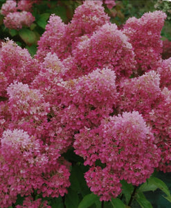 Hydrangea paniculata Petite Flori - 2 Litre Pot