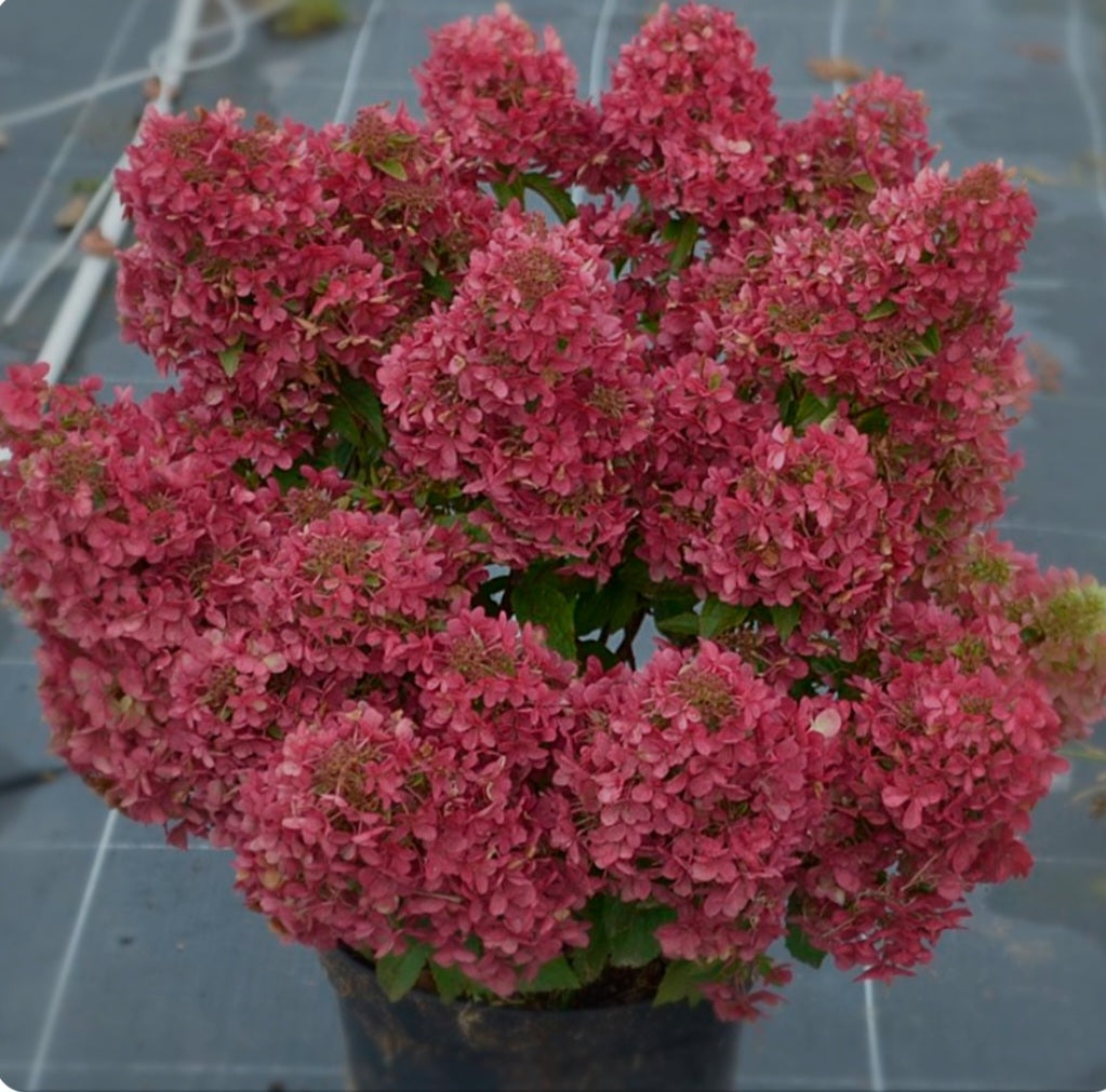 Hydrangea View Fun Hydrangea paniculata Petite Cherry - 2 Litre Pot – Richard's Plants