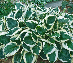 Hosta Minuteman (Size - Large) - 2 Litre Pot