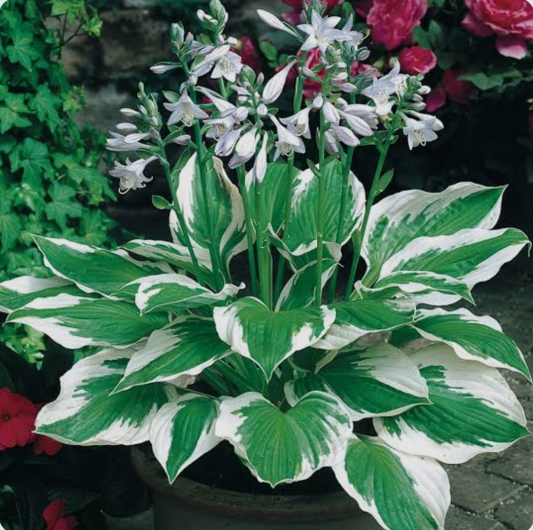 Hosta Patriot (Size - Medium) - 2 Litre Pot