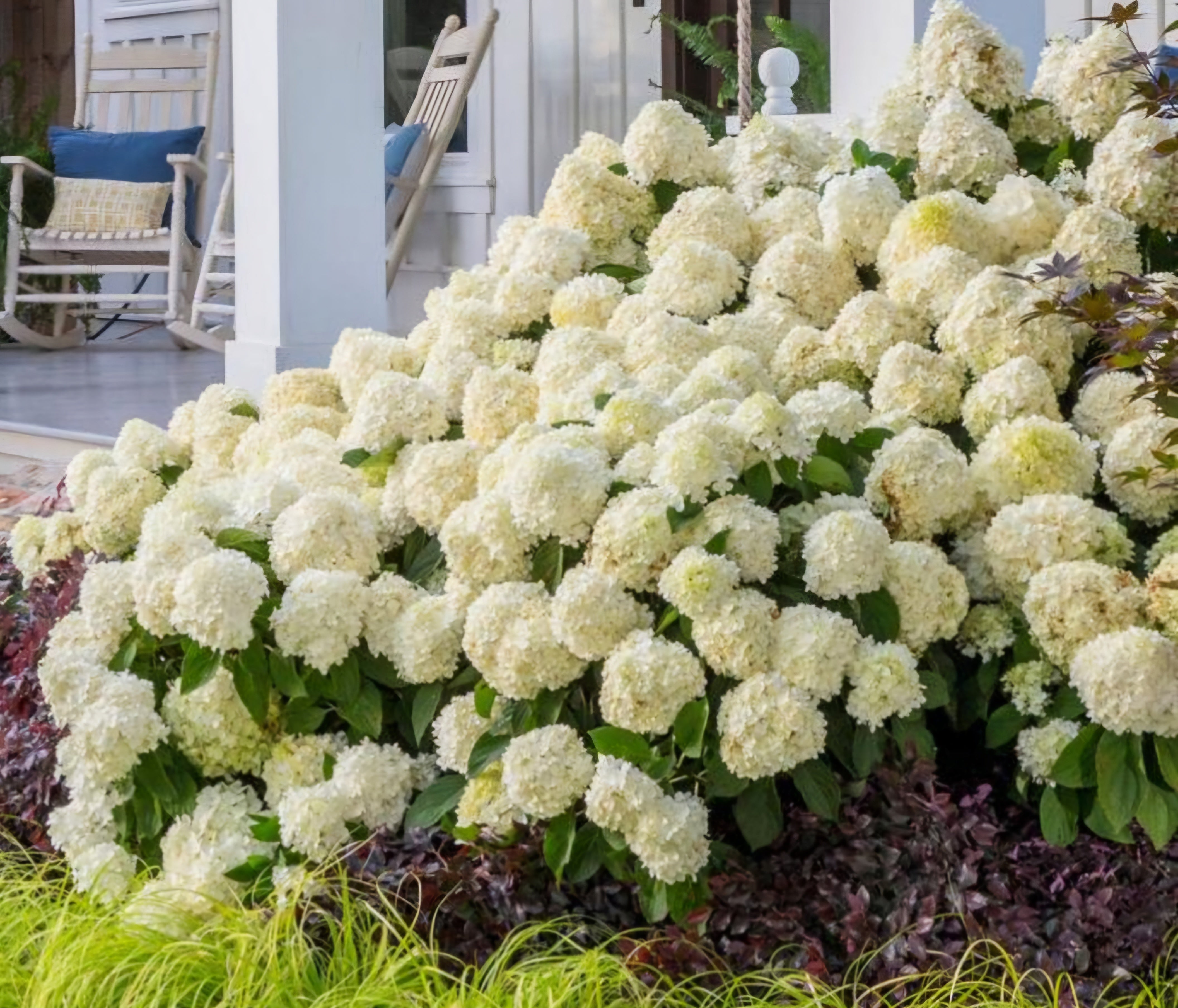 Hydrangea White Wedding - 2 Litre Pot – Richard's Plants Hydrangea White Wedding - 2 Litre Pot – Richard's Plants