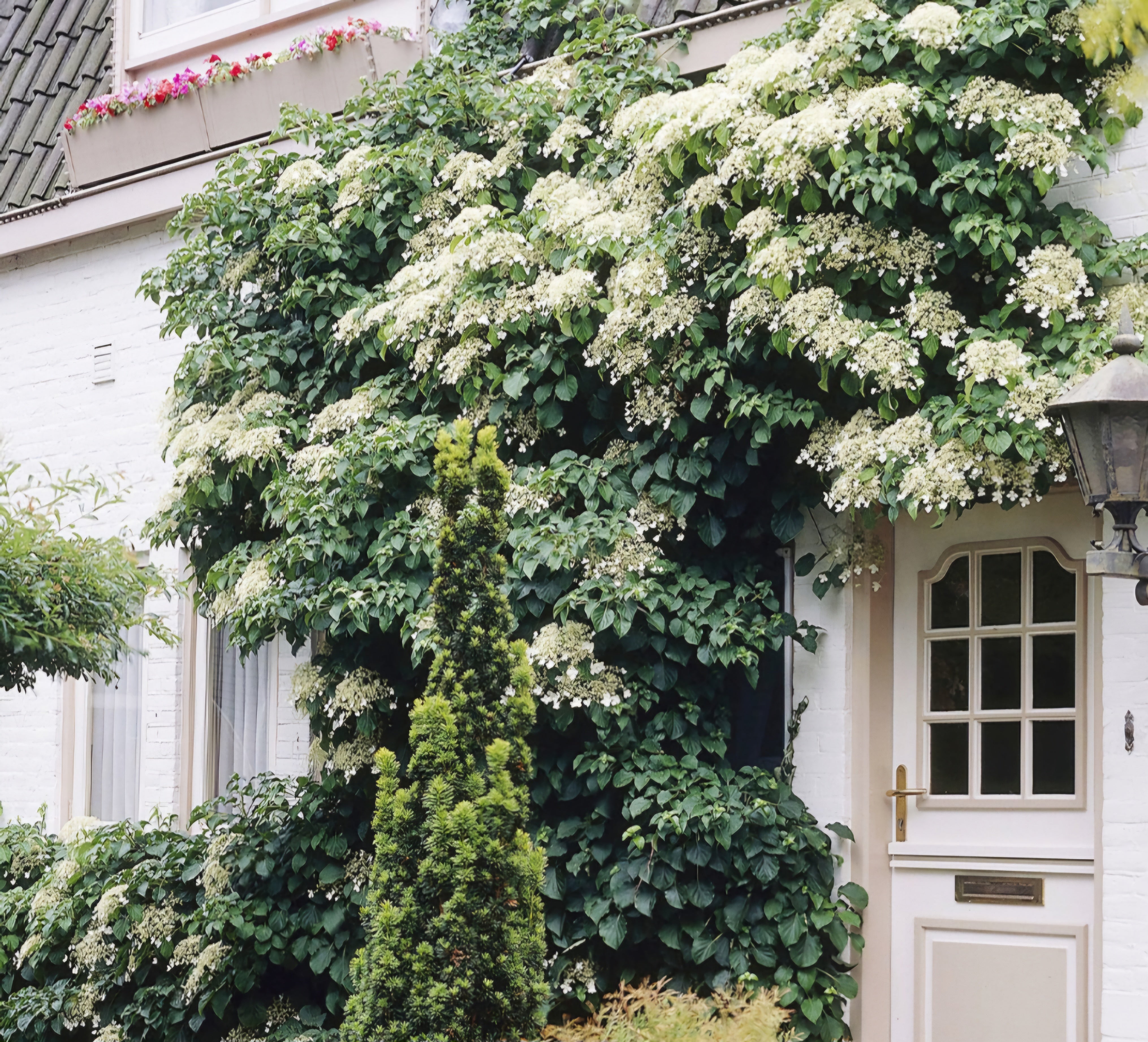 Hydrangea Petiolaris - 2 Litre Pot