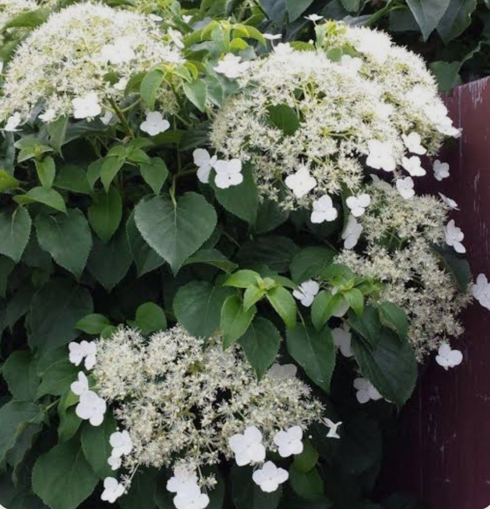 Hydrangea Petiolaris - 2 Litre Pot