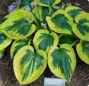 Hosta Tootie Mae (Size - Medium) - 2 Litre Pot