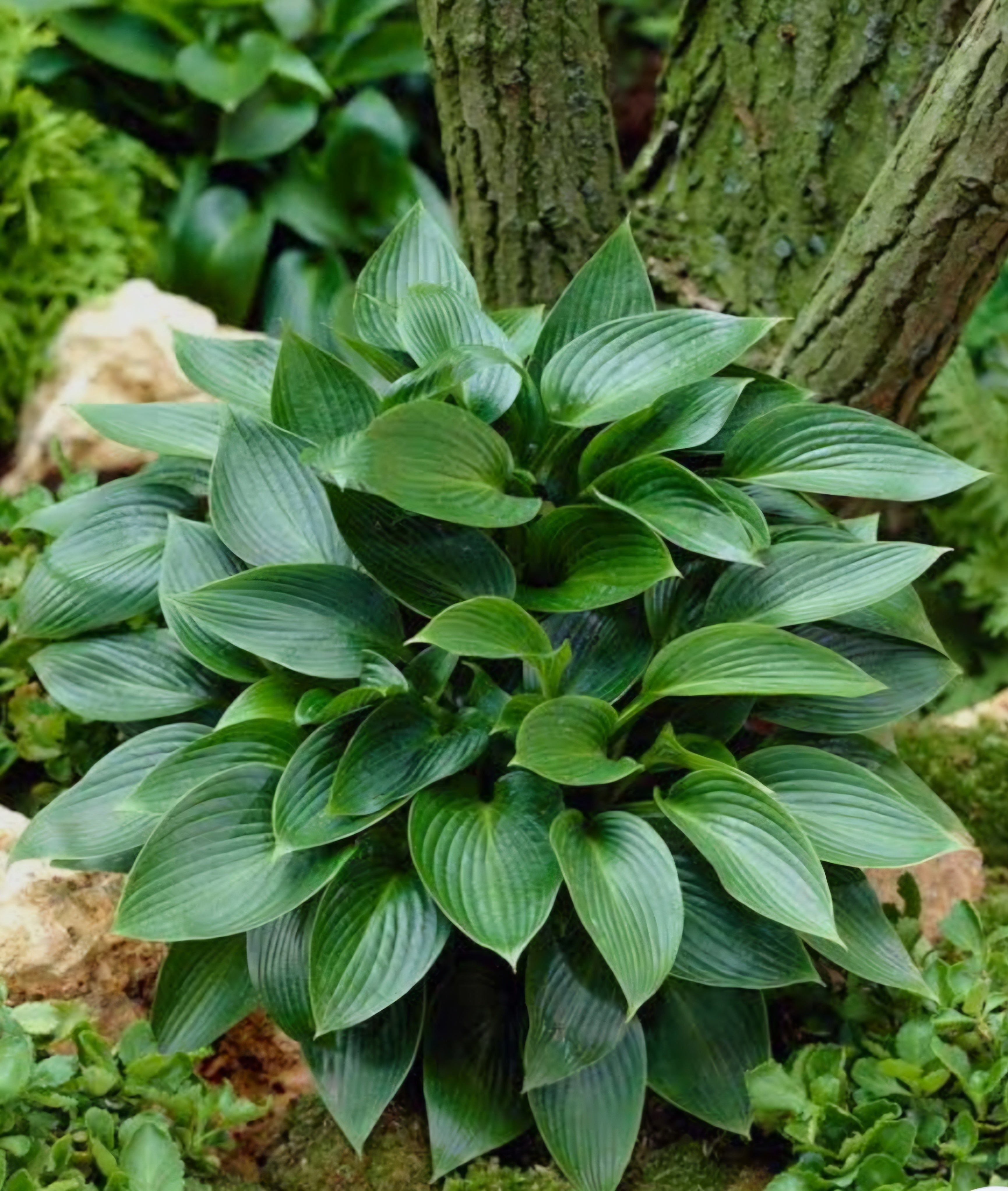 Hosta Devon Green (Size - Medium) 2 Litre Pot