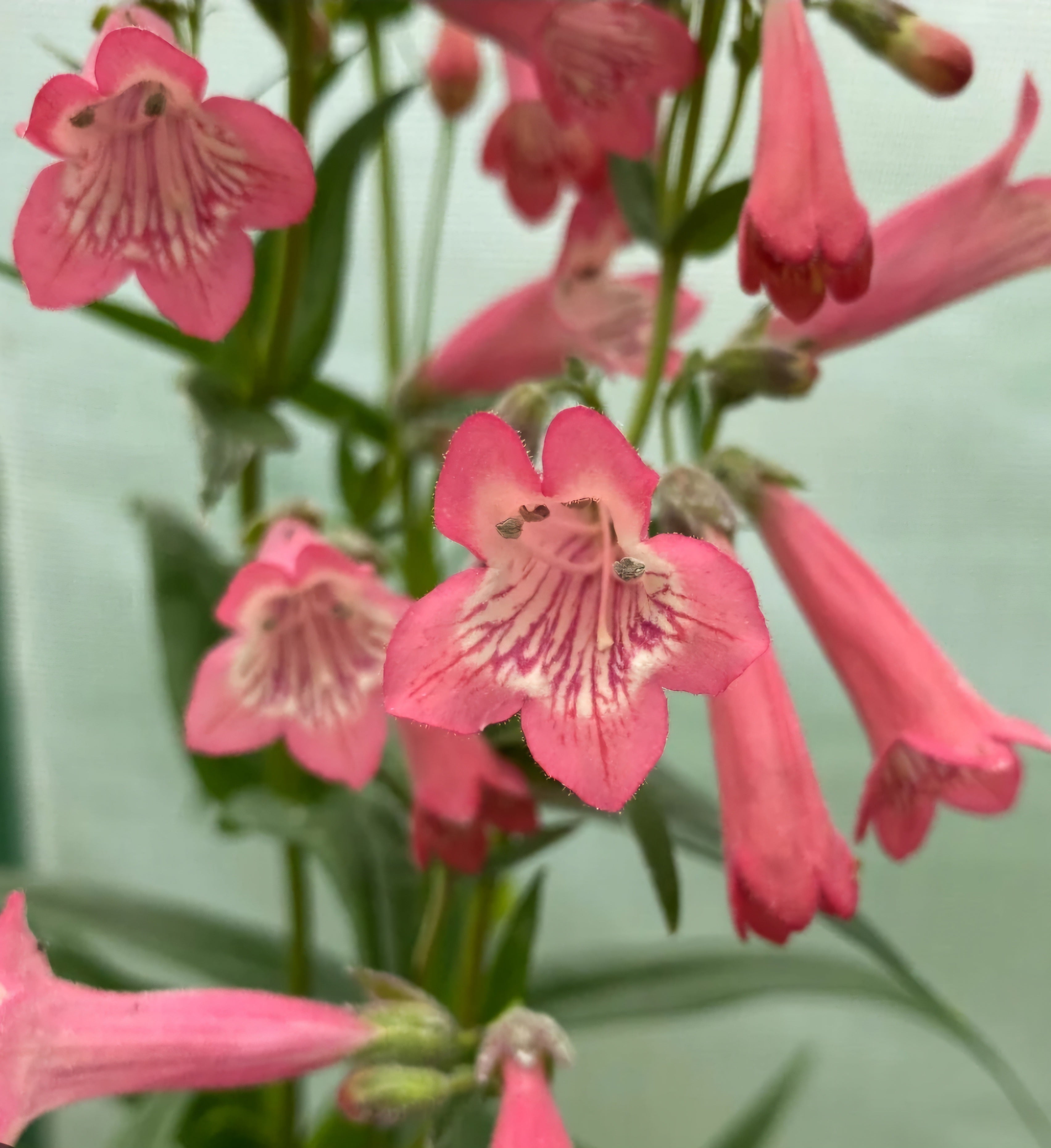 Penstemon 'Pershore Pink Lady'