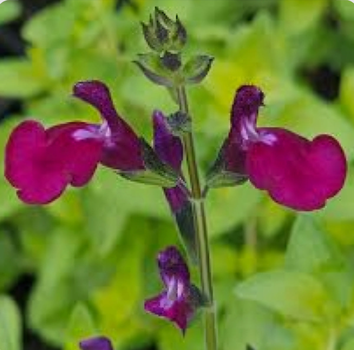 Salvia 'Golden Rosiene' – Richard's Plants