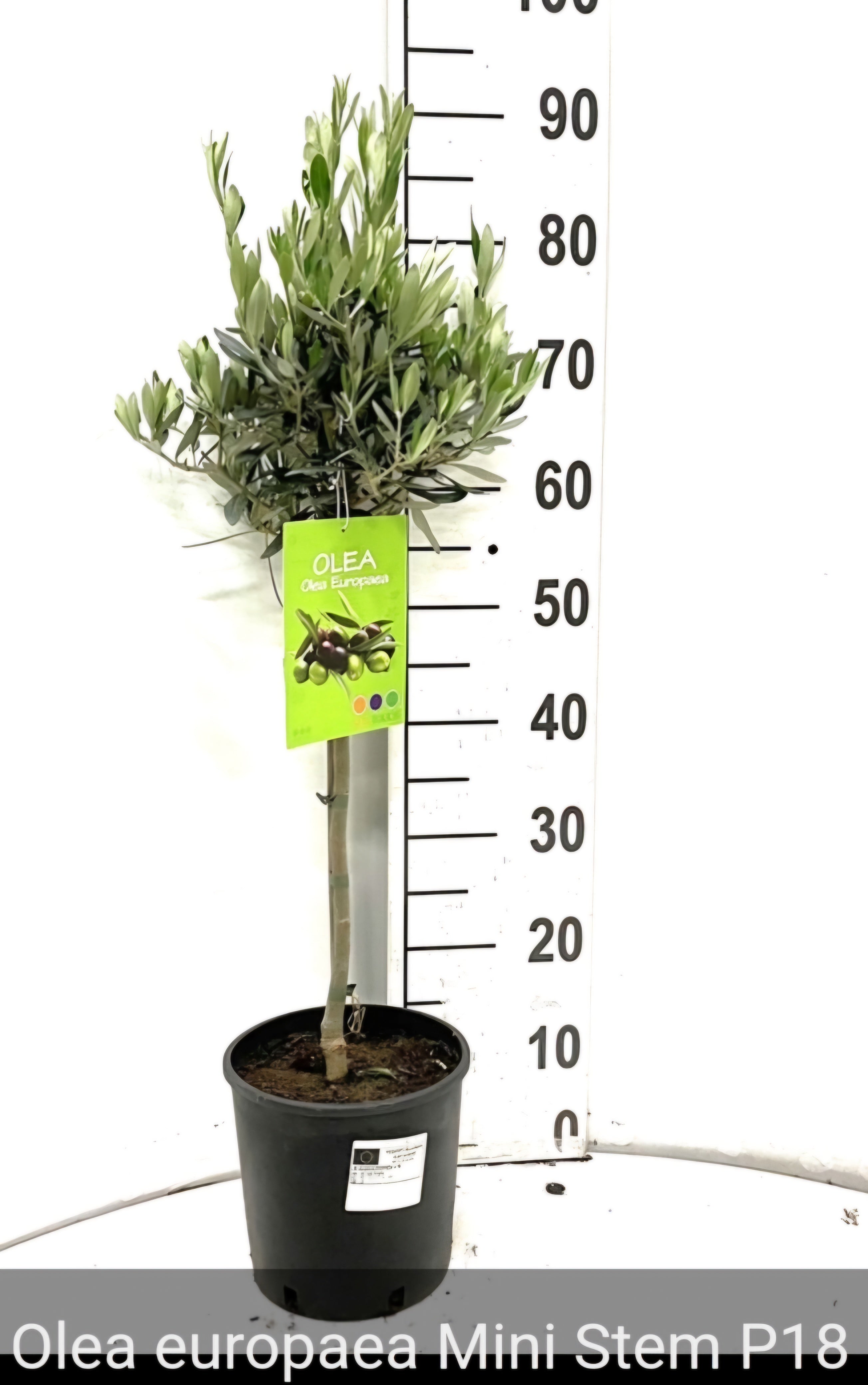 Olive Mini Standard - 3 Litre Pot