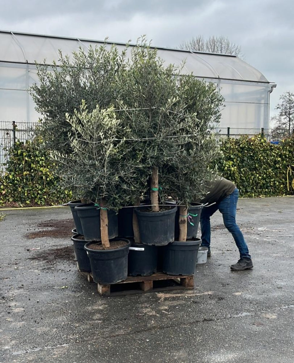 40 liter plant pots Olive Tree