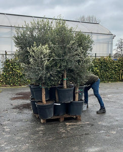 Olive Tree - 40 Litre Pot