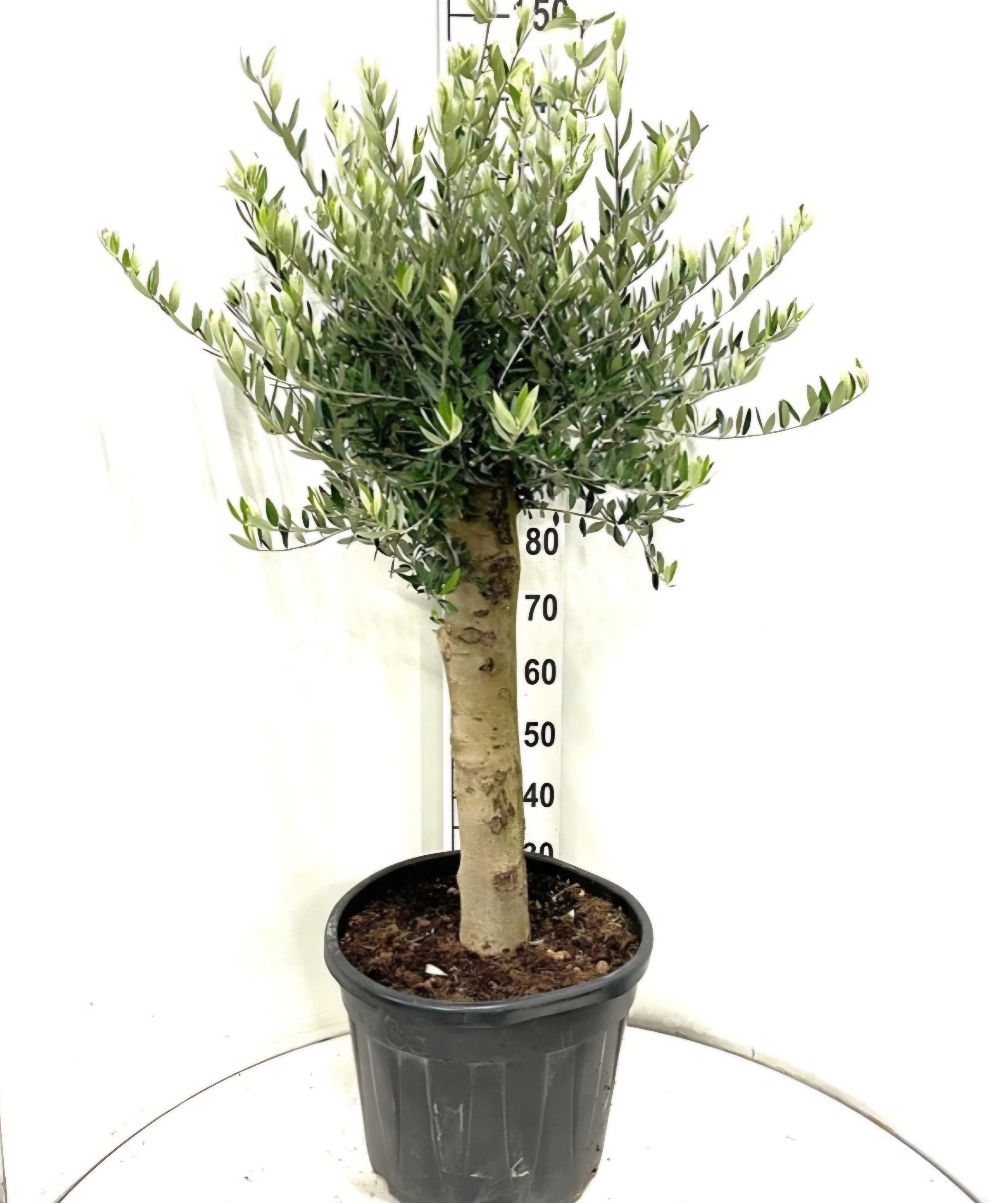 40 liter plant pot Olive Tree