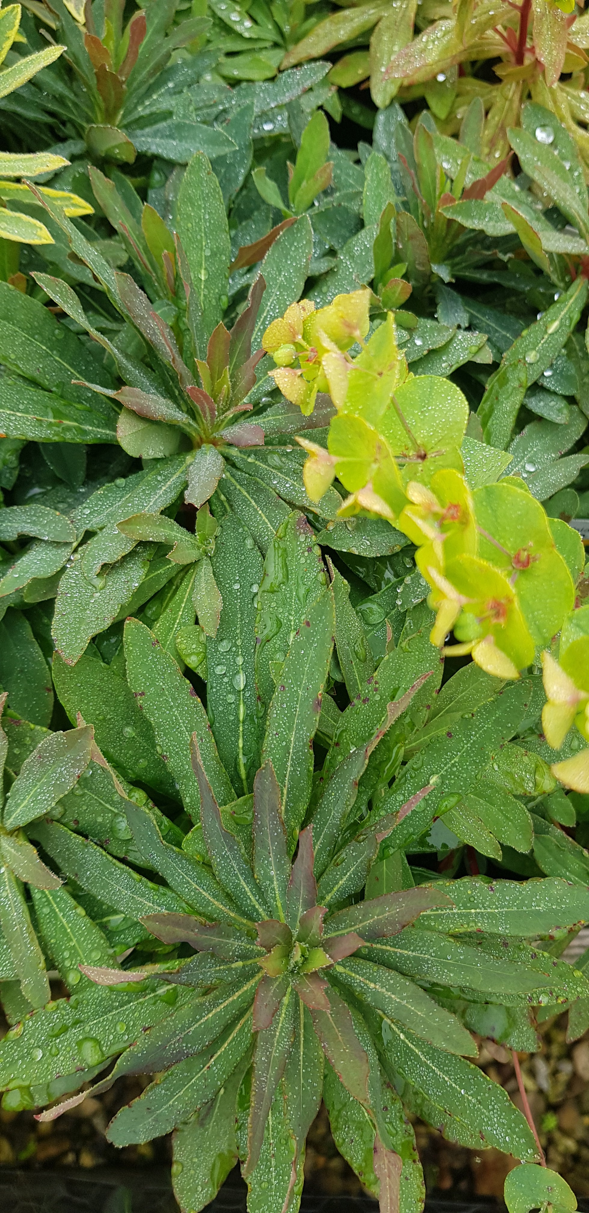 Euphorbia Purpurea - 2 Litre Plant