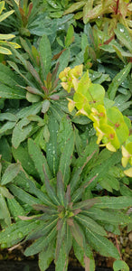 Euphorbia Purpurea - 2 Litre Plant