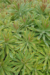 Euphorbia Ascot Rainbow - 2 Litre Pot