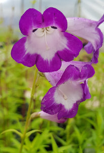 Penstemon 'Pensham Czar'