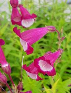 Penstemon 'Pensham Amelia Jayne'