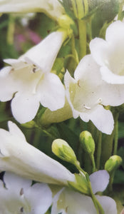 Penstemon 'Pensham Wedding Day'