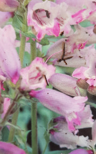 Penstemon 'Sour Grapes'