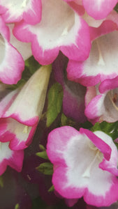 Penstemon 'Pensham Laura'