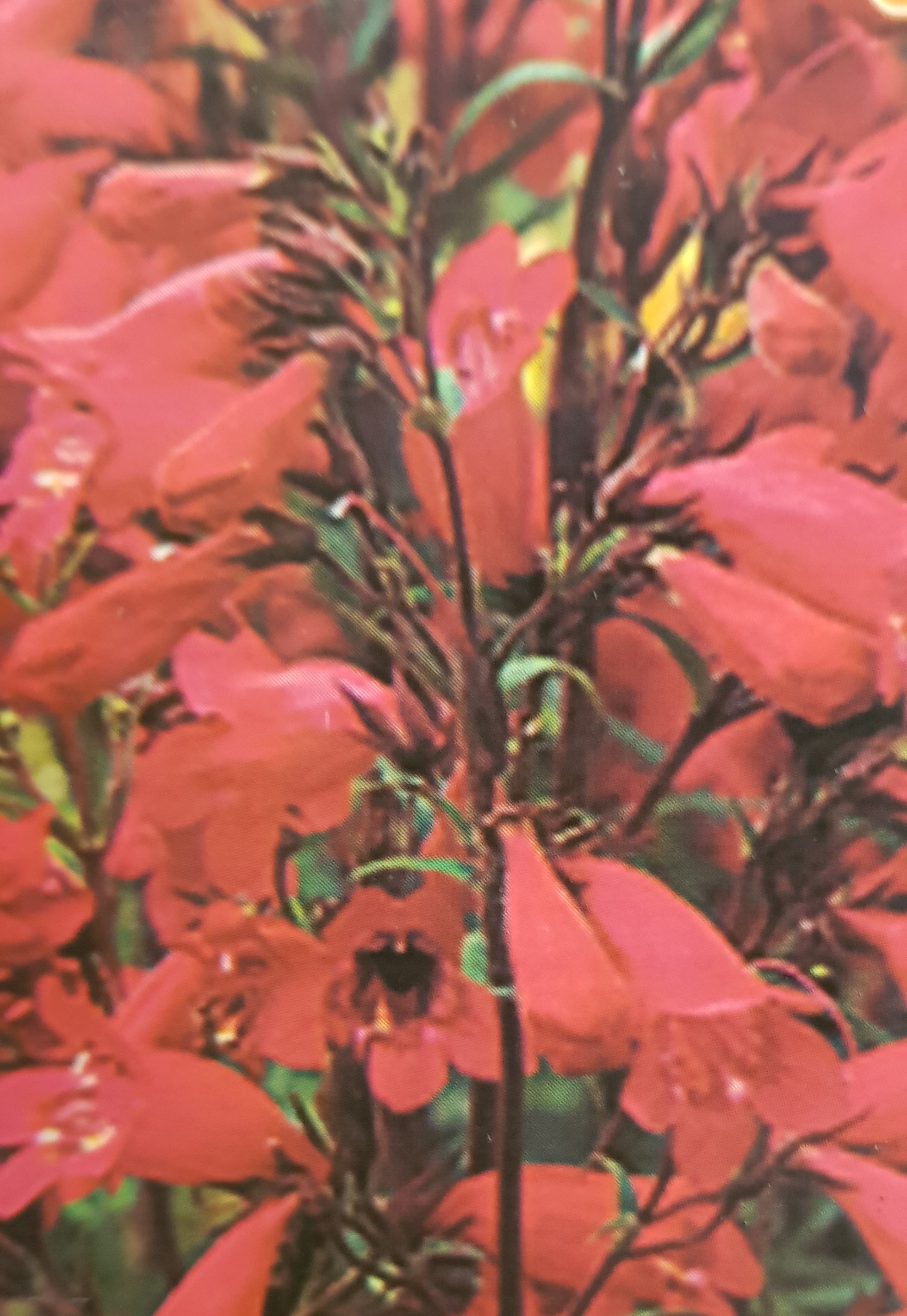 Penstemon 'Garnet'