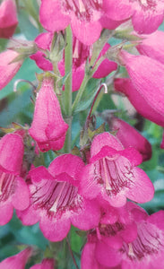 Penstemon 'Raven'
