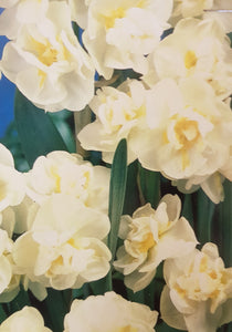 Daffodil Cheerfulness - 2 Litre Pot