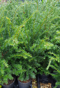 Yew - Taxus baccata x1