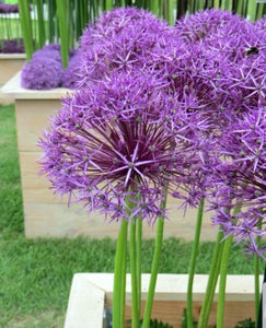 Allium Purple Sensation - 1 Litre Pot