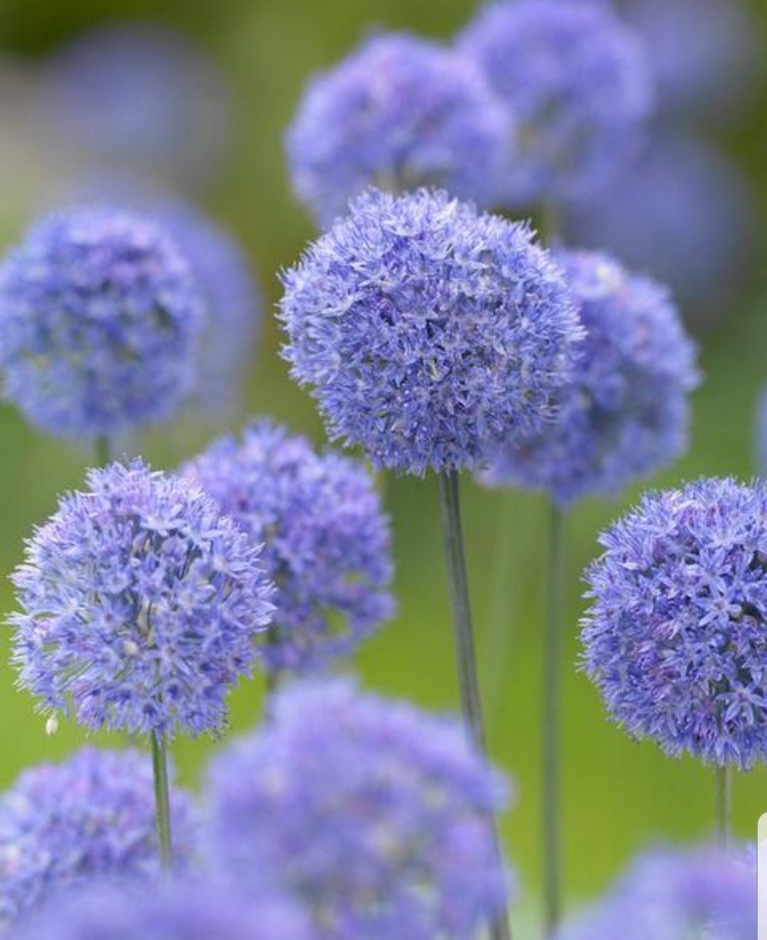 Allium Azureum - 2 litre Pot