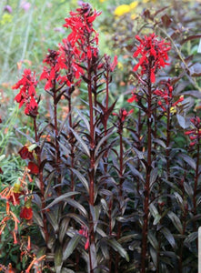 Lobelia Queen Victoria (Cardinal Flower) - 1 Litre Pot