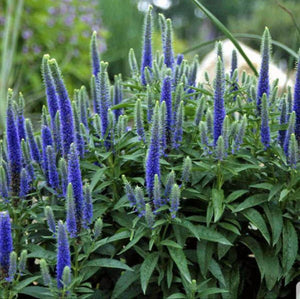 Veronica Blue Shades (Long-Leaved Speedwell) 1 Litre Plant