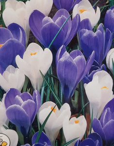 Crocus mixed colours - 10.5cm Pot