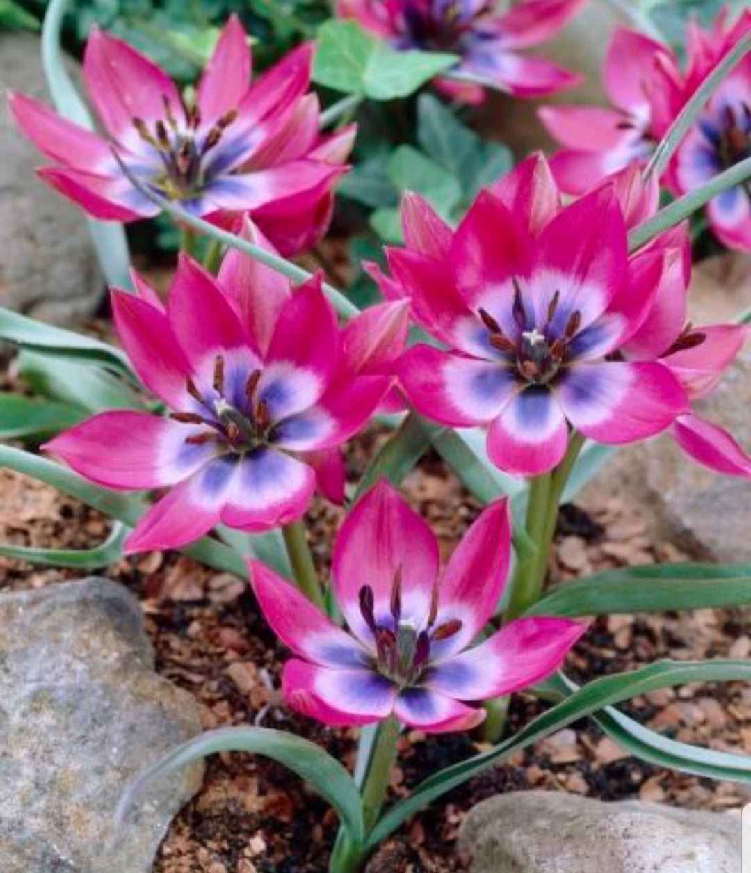 Tulip Little Beauty - 10.5cm Pot